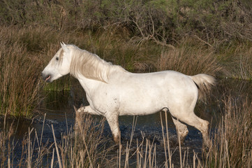 Fototapeta na wymiar cheval de Camargue