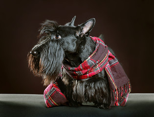 Scottish terrier