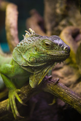 iguana