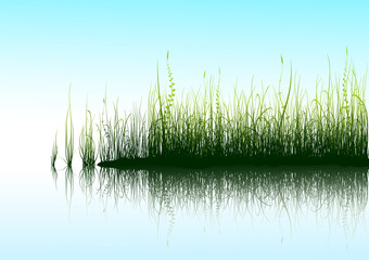 Obraz premium Green grass with reflection in water