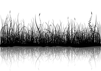Grass - isolated on white