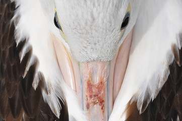 Head of a pelican in Fraser island