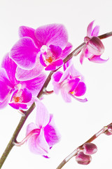 Naklejka na ściany i meble Orchid in bloom