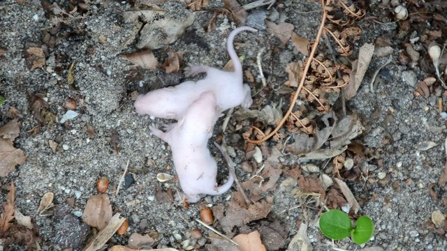 M&auml;usebabys