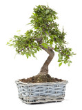 Plante curcuma Plante curcuma