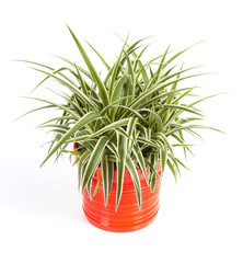 chlorophytum dans un pot orange déco