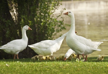 Familia de ocas