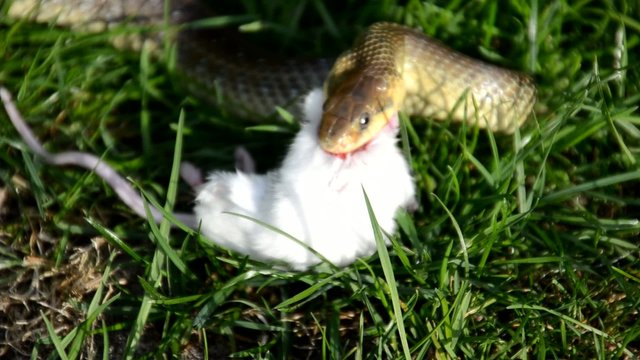 Schlange frist Maus