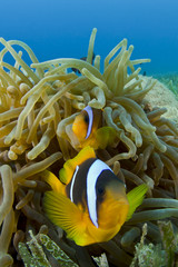 Fototapeta na wymiar Red Sea Anemonefish pair