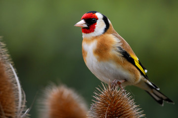 Goldfinch on teasel - obrazy, fototapety, plakaty