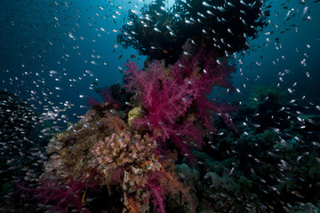 Naklejka na ściany i meble Coral reef and reef fish in the Red Sea.