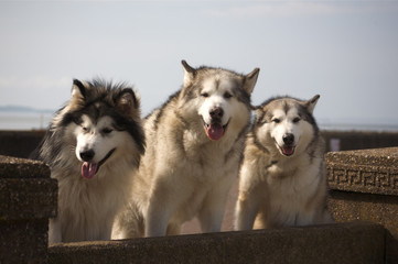 Three Alaskan Malamutes.