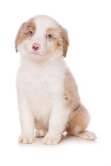Australian Shepherd puppy on white