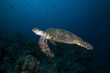 Fototapeta na wymiar Hawksbill turtle in the Red Sea.