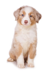 Obraz premium Australian Shepherd puppy on white