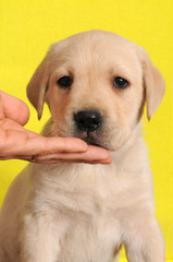 LABRADOR 60 GG.