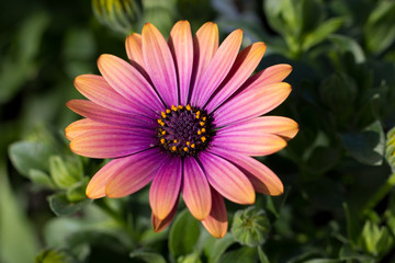 Fototapeta premium Beautiful Marguerite