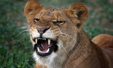 growling Lioness