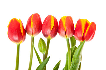 Tulip flowers isolated on white