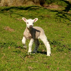 playful lamb
