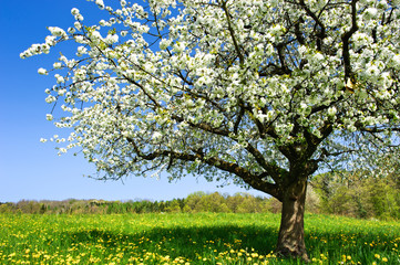 Fototapeta premium Blossoming tree in spring on rural meadow