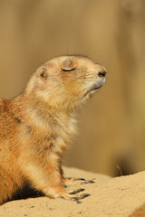 Prairie dog with its eyes closed
