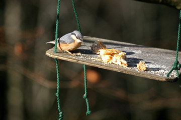 Nuthatch on bird feeder