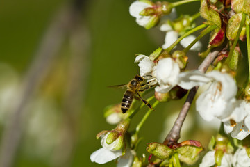 Flying bee