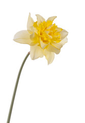 Isolated double narcissus