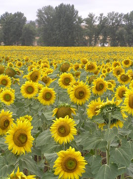 CABEZAS GIRASOLES