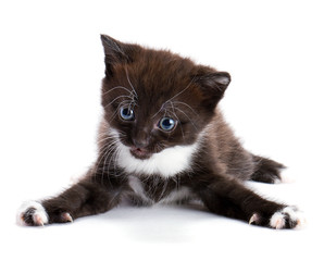 beautiful kitty