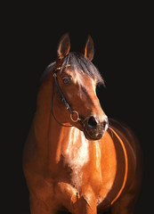 Fototapeta premium portrait beatiful horse isolated on black