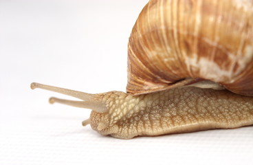 Garden snail