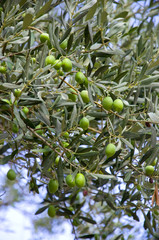 Olivenbaum