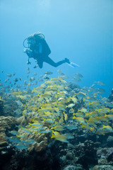 Tauchen - Mauritius - Diving