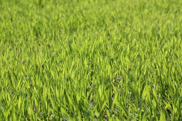 Obraz premium Gräse 8