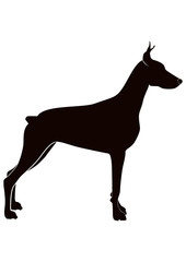 Doberman