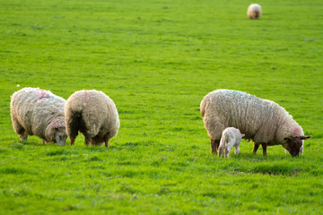 Irish flock of sheep