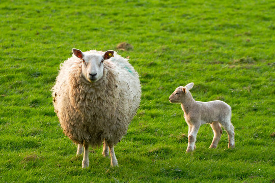 Irish sheep and young lamb