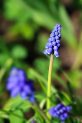 blue muscari