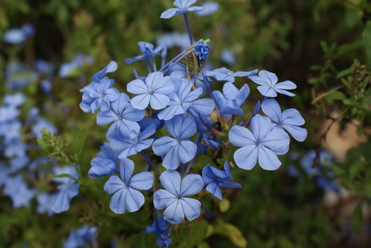Fototapeta Plumbago