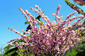 albero di fiori rosa in primavera