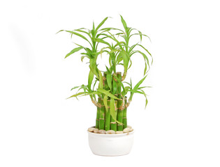 Lucky bamboo (Dracaena sanderiana) in a porcelain pot