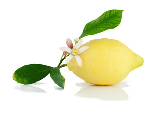 Lemon on a branch with leaves and a flower.