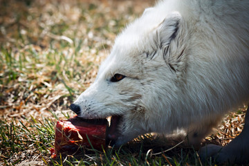 Arctic fox enjoying a meal