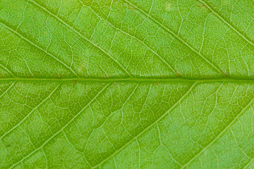 Fototapeta na wymiar close-up of green leaf tree