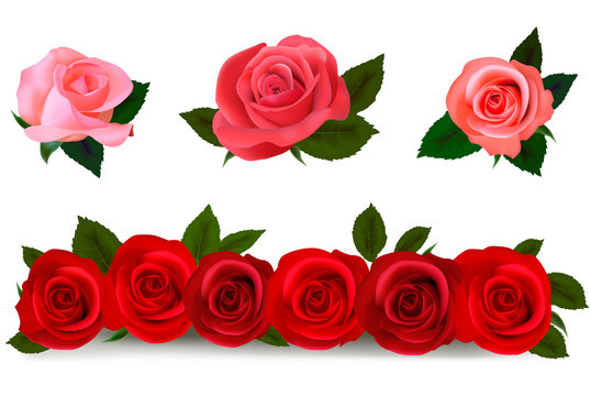Big set of a beautiful colored roses. Vector illustration.