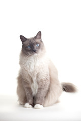 Cats series - ragdoll