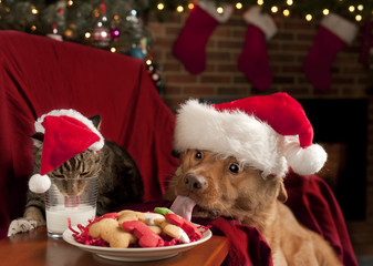 Cat and Dog devouring Santa's cookies and milk - 31482865