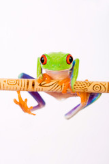 Red Eyed Tree Frog